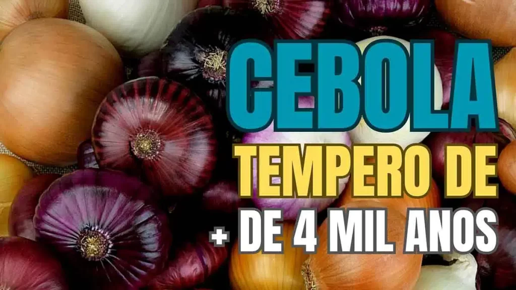 Cebola